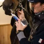 Cavalor An Energy Boost