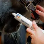 Cavalor FreeBute Pro Paste