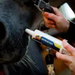 Cavalor Gastro Aid Paste